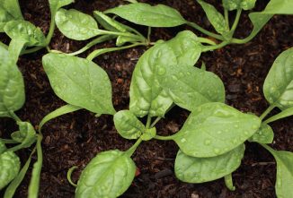 Choosing Plants For Winter Aquaponics